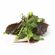 Lettuce Baby Mesclun salaatti sekoitus 9x125g IT - Salaatit - 11190 - 1