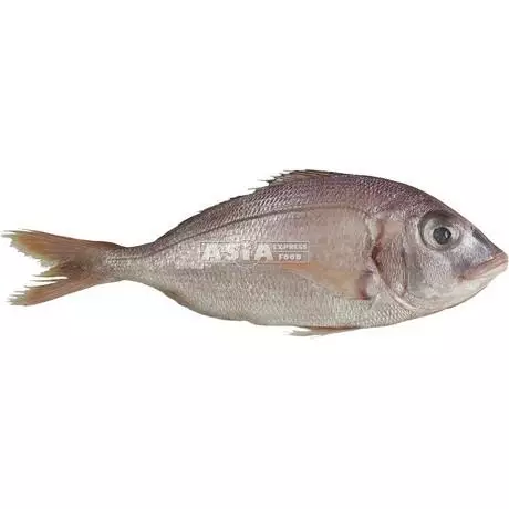 Green Table Denton Hammasahven 4/600 10 KG - Pakastekalat - 13320 - 1