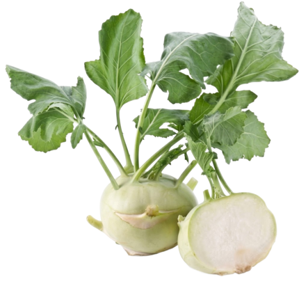 Kohlrabi / Kyssäkaali x20 - Juurekset - 5931 - 1