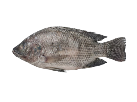 Seacon Black Tilapia WR G&S 300-500g 80% 5kg - Pakastekalat - 19761 - 1