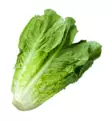 Cos Lettuce/ Roomansalaatti ES - Salaatit - 5941 - 1