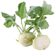 Kohlrabi / Kyssäkaali x20 - Juurekset  - 5931 - 1