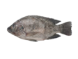 Seacon Black Tilapia WR G&S 300-500g 80% 5kg - Pakastekalat - 19761 - 1