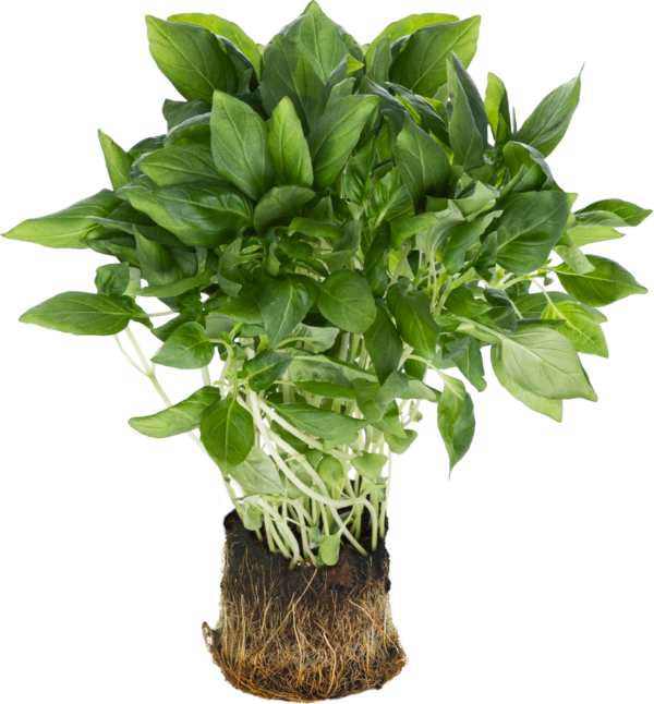 Sweet Basil/ Thai Basilika 25x100g TH - Tuoreyrtit - 17861 - 1