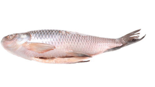 Dayseaday Frozen Rohu (Black Gutted) / Musta rohu kokonainen n.2kg - Pakastekalat - 6161 - 1