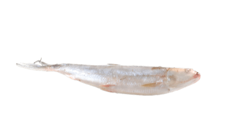 Milkfish / Maitokala 300/500g - Pakastekalat - 10961 - 1