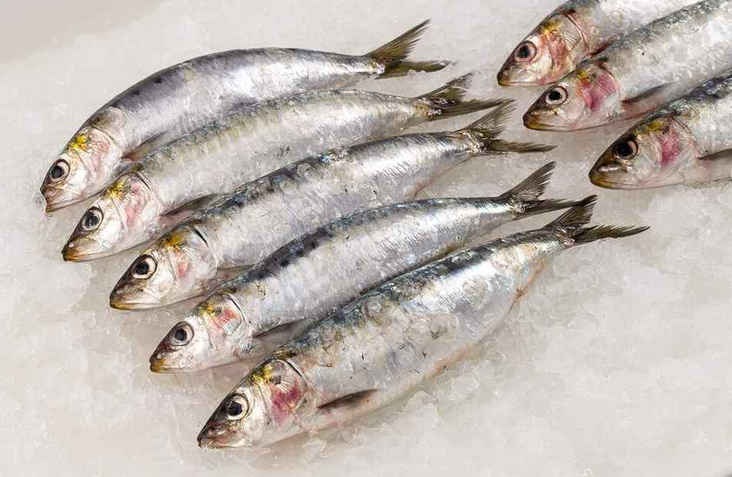 Sardiner 40/60 Vildt fanget/Trawl/ Sardiini - Pakastekalat - 15751 - 1