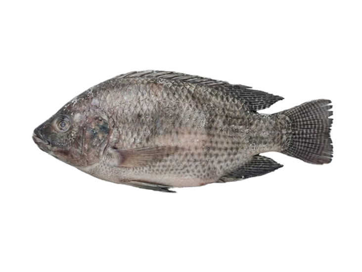 Seacon Black Tilapia WR G&S 300-500g 80% 5kg - Pakastekalat - 19761 - 1