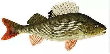 Victoria filet/ Niilinahven file - Pakastekalat - 15601 - 1