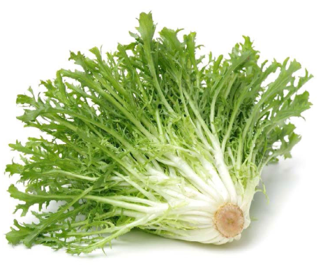 Escarolas / Friseesalaatti - Salaatit - 18392 - 1