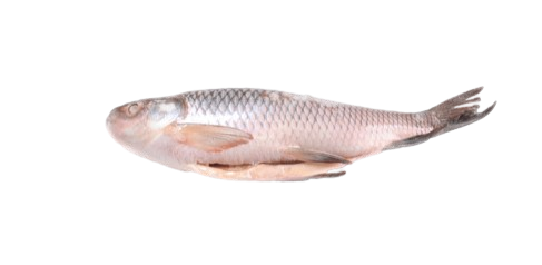 Jona Frozen Rohu Carp/ Musta rohu kokonainen 2kg+ - Pakastekalat - 21422 - 1