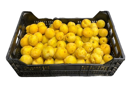 Luumu Keltainen ZA - Hedelmät - 7172 - 1