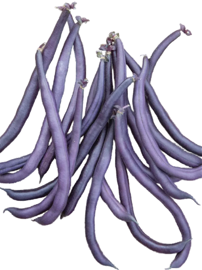 Purple Beans/ Pavut - Pavut - 18212 - 1