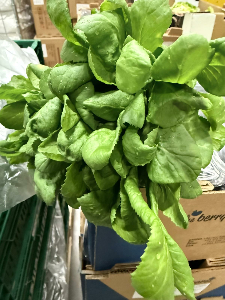 Tere Roka - Tuoreyrtit - 16992 - 1