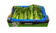 Cellery / Selleri BE - Juurekset  - 3373 - 1