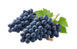 Grape Black/ Tumma Viinirypäle - Hedelmät - 5103 - 1