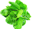 Malabor Spinach / Malabarinpinaatti - Salaatit - 18213 - 1