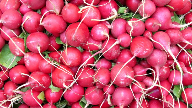 Kirmizi Turp / Punainen retiisi - Juurekset  - 9923 - 1