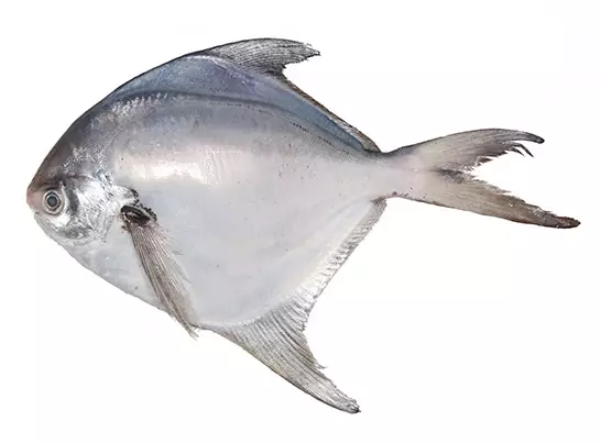 Pomfretit/ Pompano kokonainen - Pakastekalat - 15603 - 1