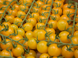 Cherry Golden Tomato / Keltainen Kirsikkatomaatti 4kg - Tomaatit - 17474 - 1