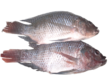 Tilapia G&S 500/800g / KG - Pakastekalat - 8374 - 1