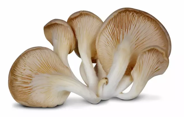 Istiridye Mantari / Osterivinokas sieni CH - Sienet - 6514 - 1