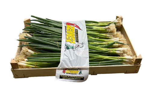 Spring Onions / Kevätsipuli DE - Sipulit - 6214 - 1