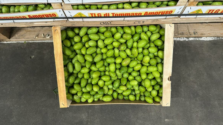 Taze Yesil Zeytin / Tuore vihreä oliivi 5KG IT - Vihannekset - 4724 - 1