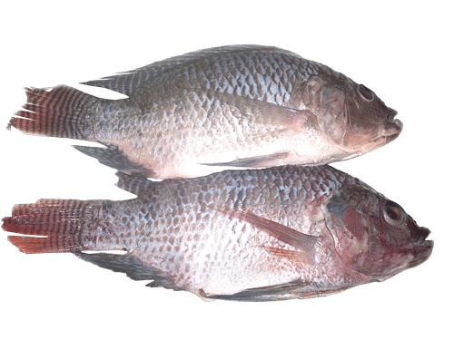 Tilapia G&S 500/800g / KG - Pakastekalat - 8374 - 1