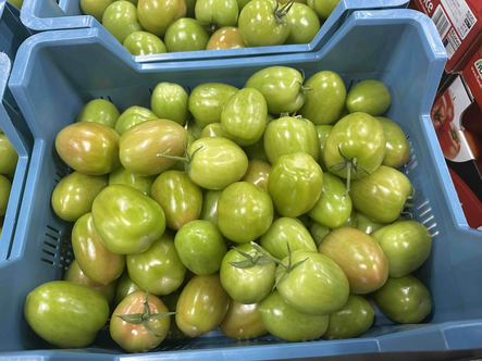 Groene Tomaat / Vihreä tomaatti 6kg - Tomaatit - 6325 - 1