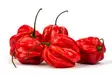 Habanero Punainen 6kg - Paprikat,Chilit - 14565 - 1