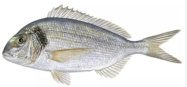 Dorade/Kultaotsa ahven - Pakastekalat - 15595 - 1