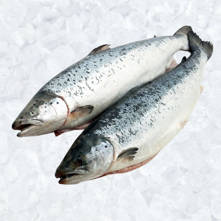 Whole Salmon 4-5 Cleaned/ Kokonainen Lohi - Pakastekalat - 16846 - 1