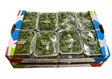 Lettuce Baby rucola salaatti 8x125g IT - Salaatit - 11897 - 2
