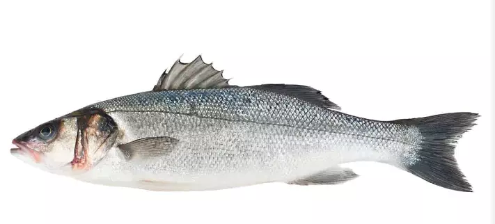 Havbars /Merivesi - Pakastekalat - 15597 - 1