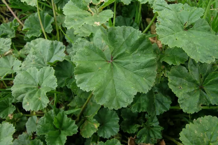 Malva ES - Salaatit - 8447 - 1