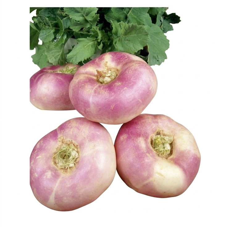 Meiraap May Turnip/ Kevätnauris 15kg BE - Juurekset  - 13867 - 1