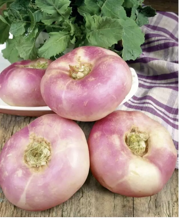 Mini Celleriac / Mini Nauris KG - Juurekset  - 13867 - 1