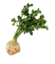 Sellery Roots - Juurekset  - 13028 - 1