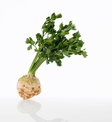 Sellery Roots - Juurekset  - 13028 - 1