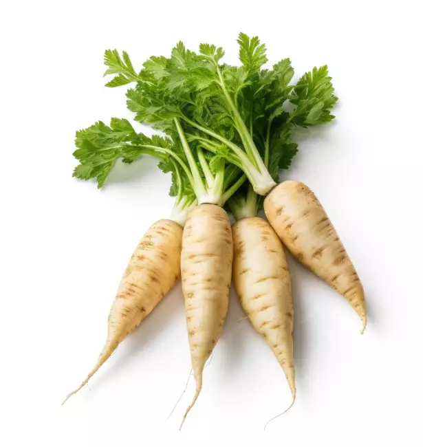 Pastinaken Palsternakka 5kg NL - Juurekset  - 13508 - 1