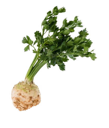 Sellery Roots - Juurekset  - 13028 - 1