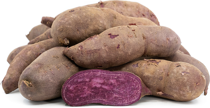 Sweet Potato Purple - Juurekset  - 8588 - 1