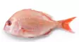 Dorade Rose Hammasahven/ punapagelli - Pakastekalat - 15599 - 1