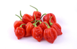 Habanero Red 4KG - Paprikat,Chilit - 6479 - 2
