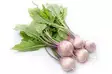 Turnips bunch Nauris - Juurekset  - 13339 - 1