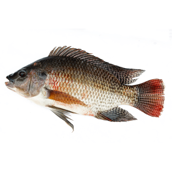 Seamaid Black Tilapia/ Musta Tilapia 800g-1200g - Pakastekalat - 17879 - 1