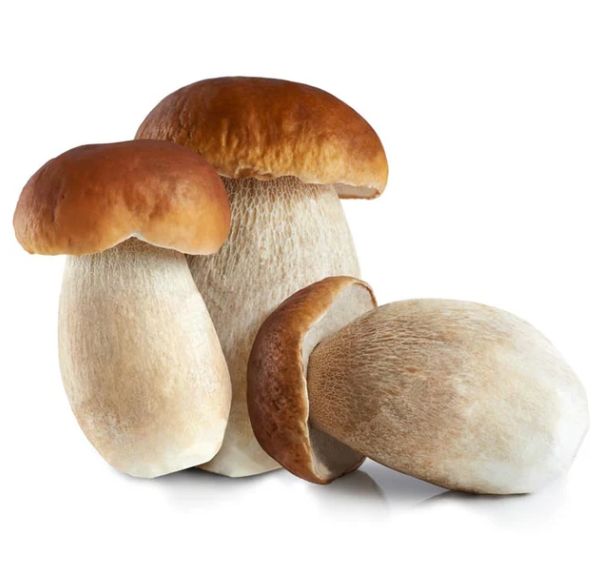 King Bolete Mushroom / Herkkutatti - Sienet - 16159 - 1