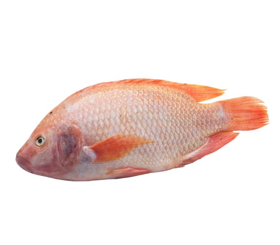 Red Tilapia G&S 500/800g / KG - Pakastekalat - 6219 - 1